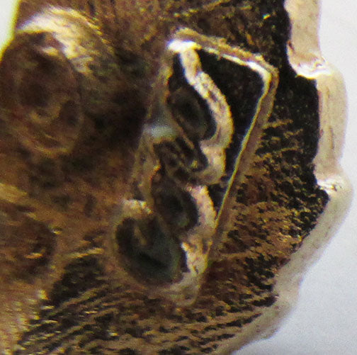 Coro Vintage 1950s Distinctive Enamel Rhinestone Rose Pin